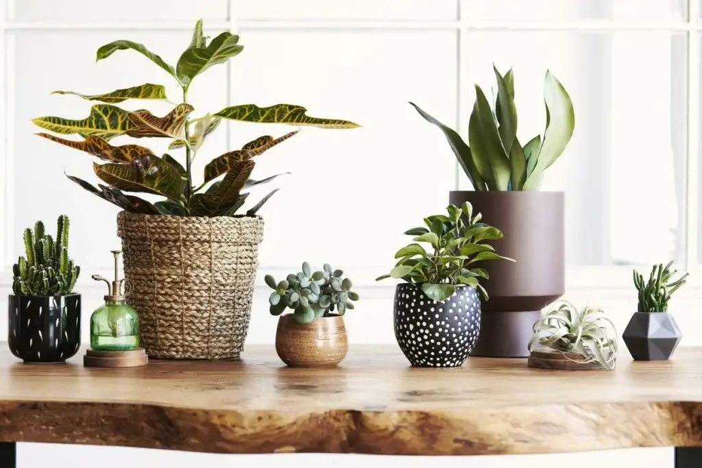 Une variété de plante décorative d'intérieur dans un intérieur élégant