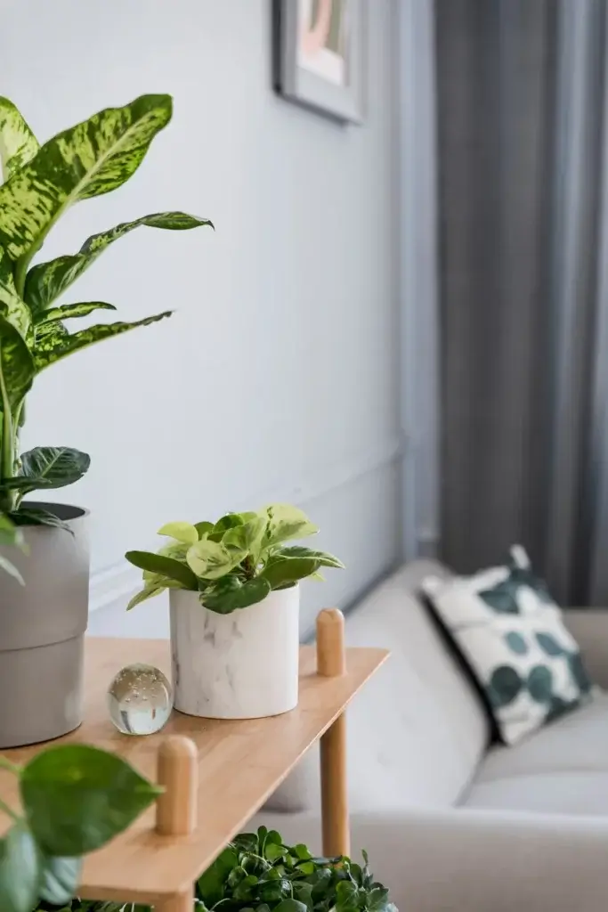 Une variété de plante décorative d'intérieur dans un intérieur élégant