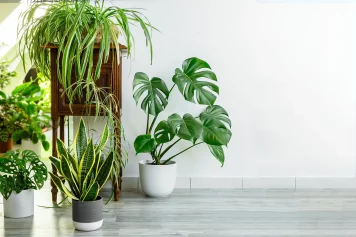 Une variété de plante décorative d'intérieur